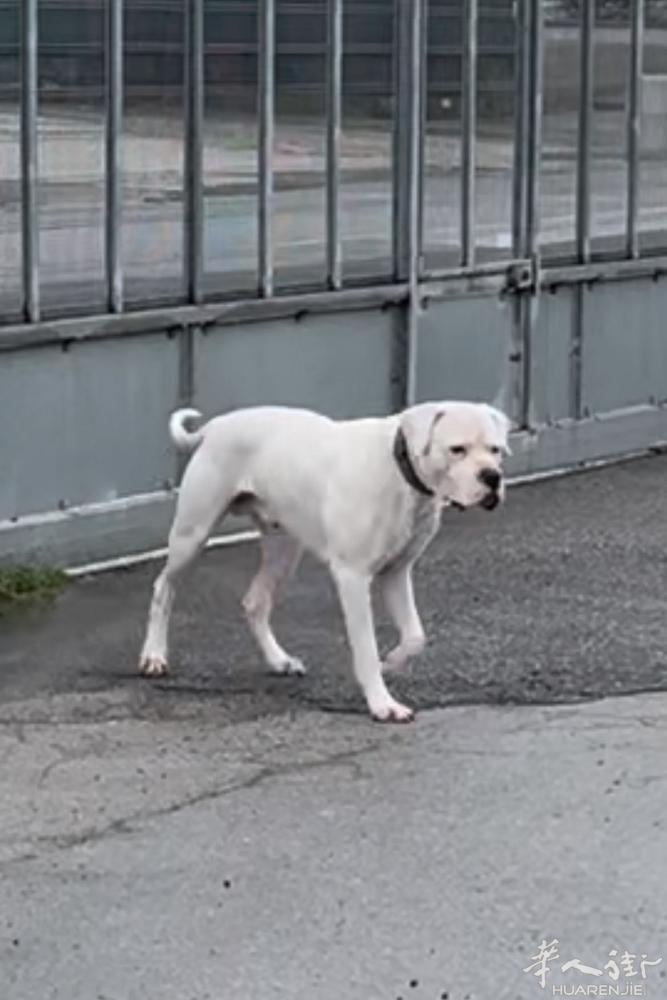 免费送 一只纯正阿根廷杜高犬两岁半公狗，待人和同类十分