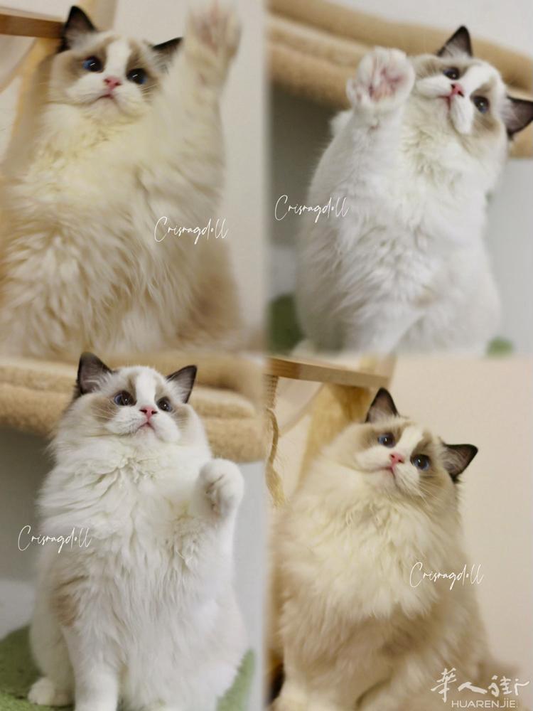 正骨猫舍最后两只现猫！错过要等一年！都是妹妹，性格很好一只爆毛甜妹，一只可爱小淑