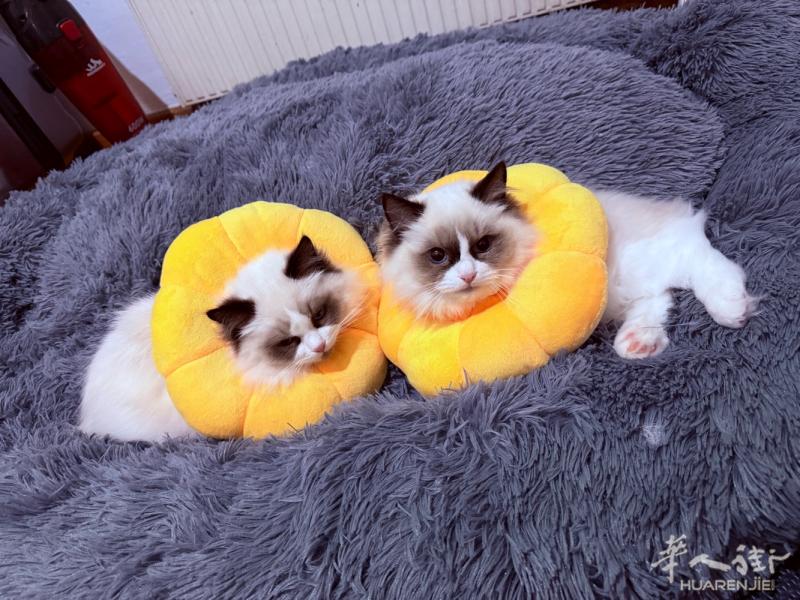 威尼斯周边出纯血统布偶可看父母照片  还有俩只弟弟超肥 上手可撸 性格超好 粘人