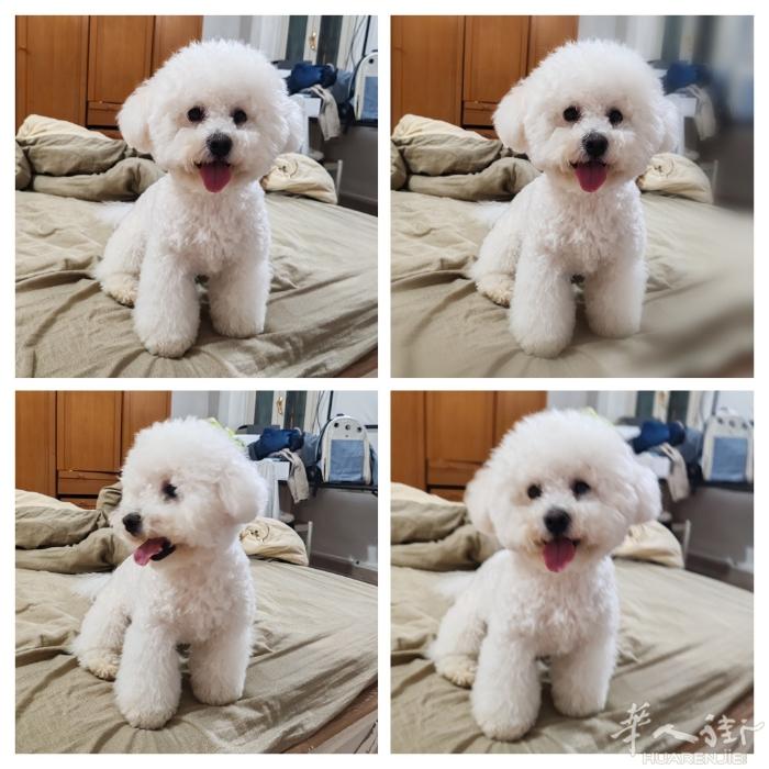 给我家比熊找对象啦！  大家好～ 我家有一只 比熊犬（公犬），性格乖巧活泼