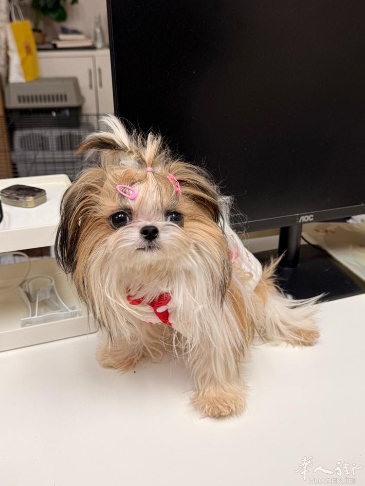 西施犬弟弟 找家长 长毛可以扎辫子 坐标arezzo 可以上门 微信707148