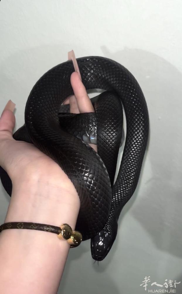低价出两条极品黑王（王蛇）一公一母可分开买 微信带备注要细图 _csh_9