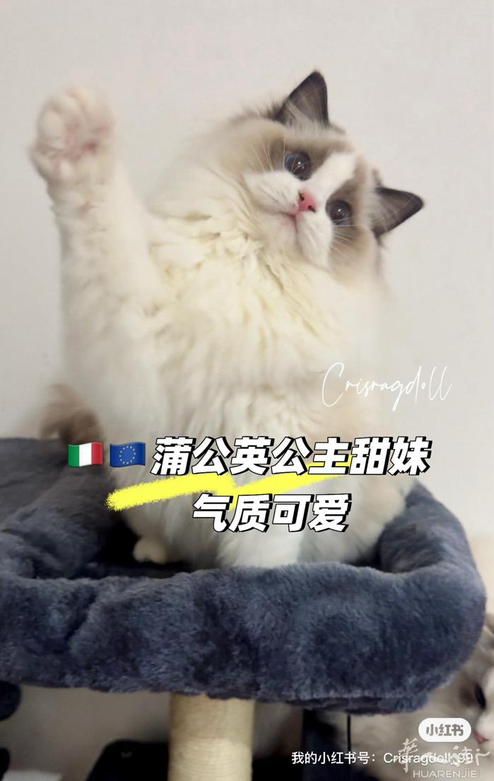 正规猫舍高品质猫咪找家，有售后和健康保障，可出繁育权，想创业的可以咨询。境内可配