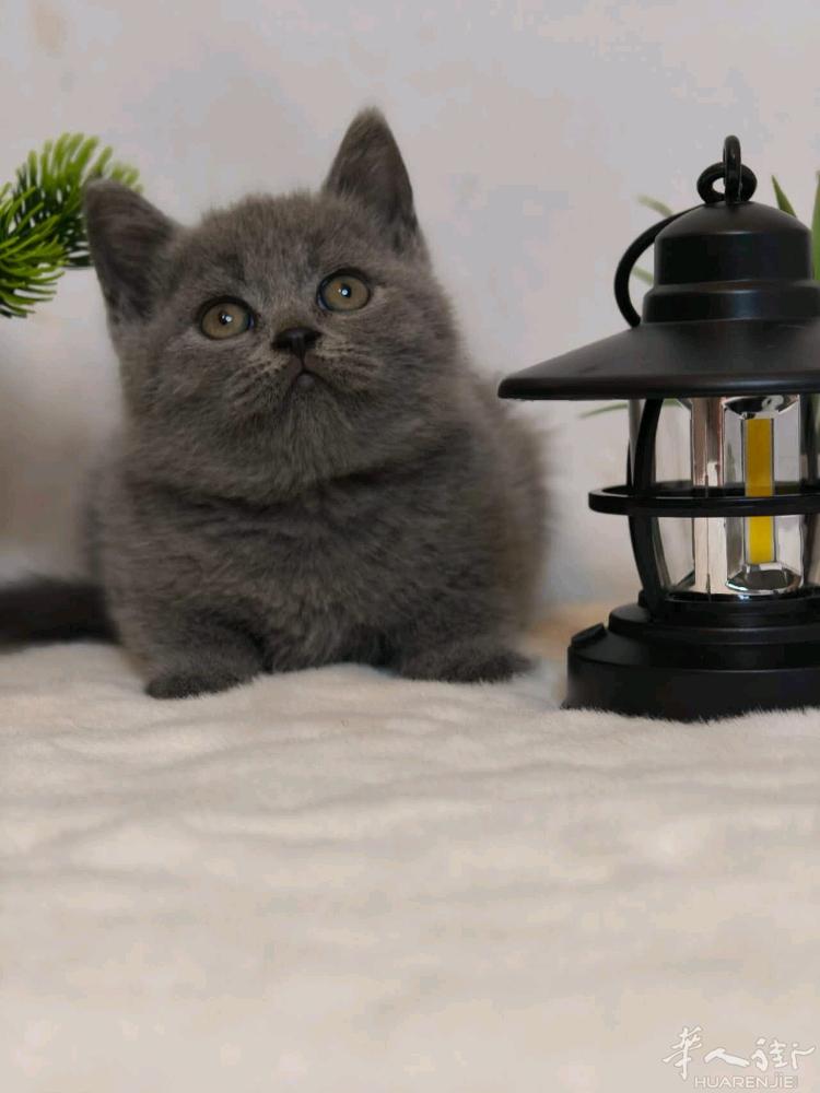 蓝猫幼崽找家长喜欢的私聊微信啊1333899771
