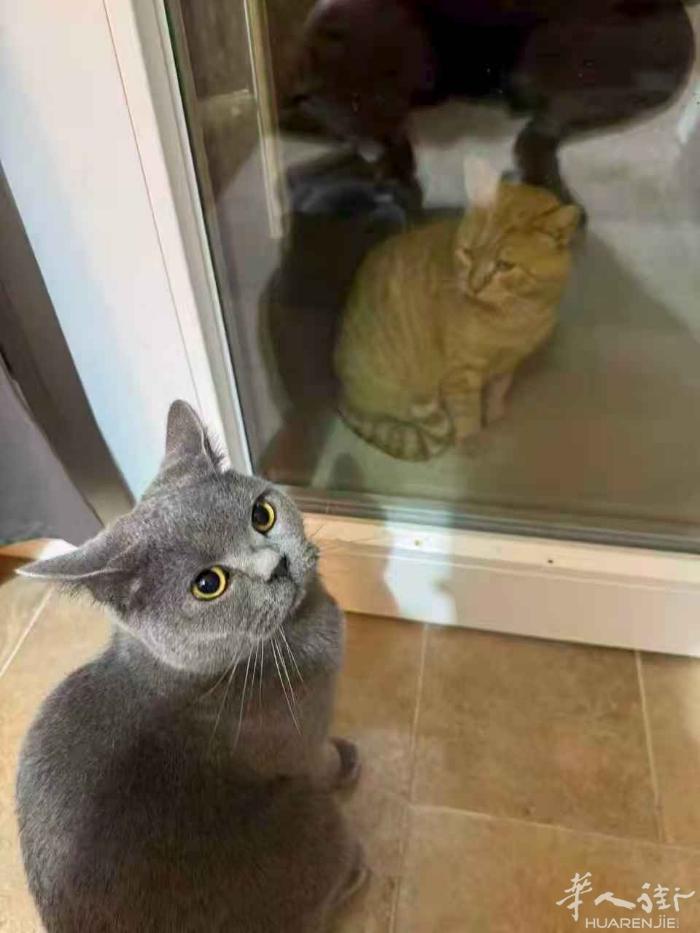 蓝猫领养