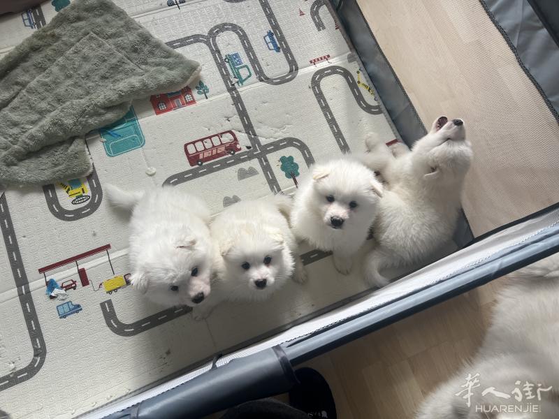 出自家萨摩耶幼崽，两公一母·目前43天，可在第一针疫苗之后带走~
