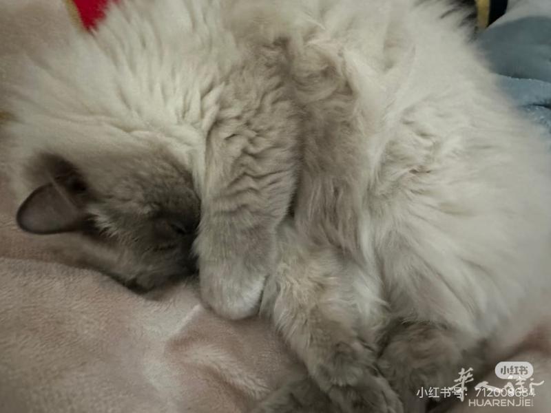 小偿先领养2只布偶猫，有意向请联系3444477799