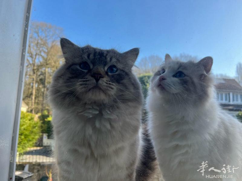 标题： [忍痛割爱] 为两只可爱的布偶猫宝宝寻找温暖新家 🐾  正文：  由于