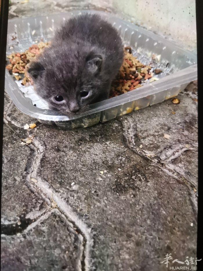 免费领养小猫  狸花色的 如果有需要的朋友请联系3895258586非诚勿扰 谢