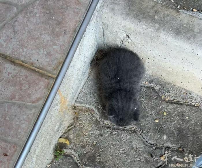 米兰边 有小猫免费领养    找有爱心 有责任心。  要求不弃养  联系电话 3