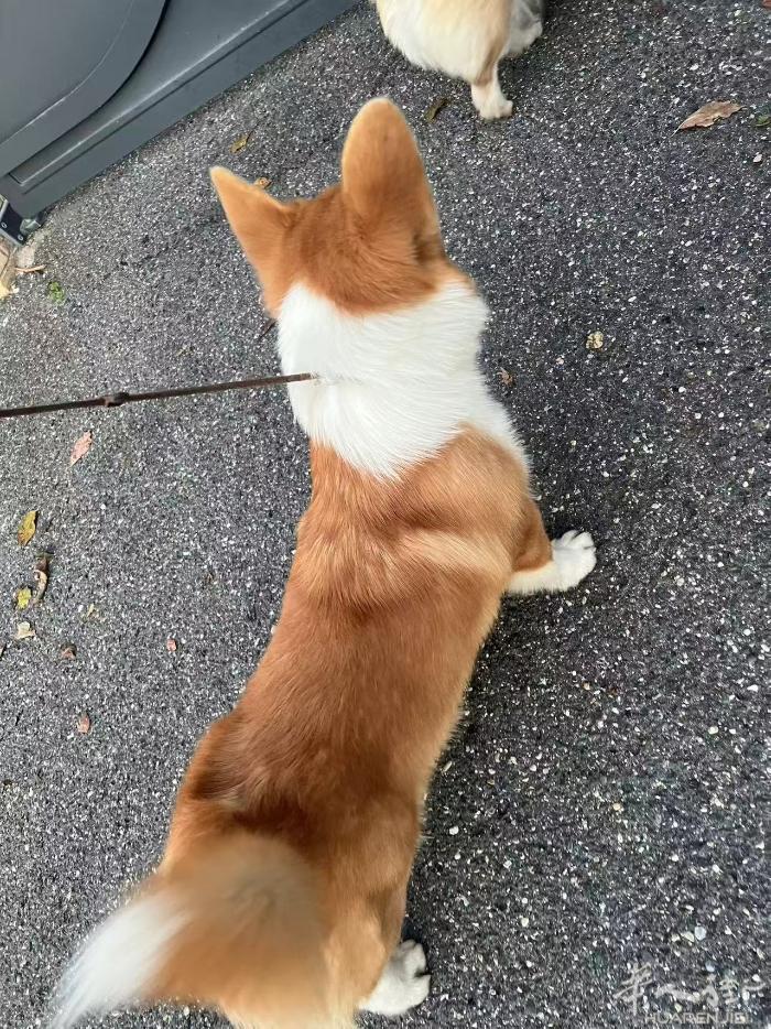 出最后一只双色大围脖柯基犬 快7个月了 现在刚好是在尴尬期 本来是要留着当种公的