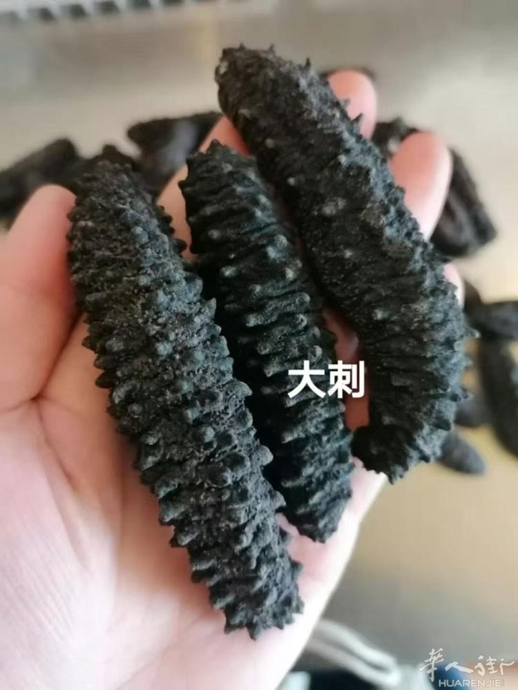希腊刺参 送人自用首选  有需要请联系^_^