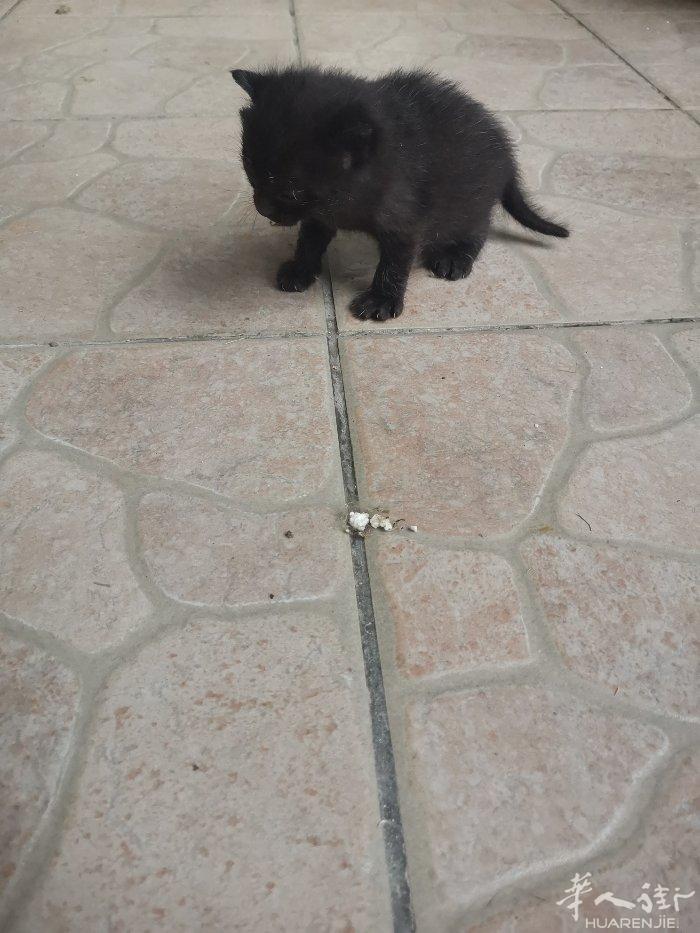 这只黑白色小猫免费领养 如果有需要的朋友请联系3895258586非诚勿扰 谢谢