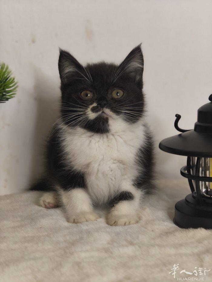 牛奶猫妹妹一枚包子脸大眼睛喜欢的私聊微信a13393899771