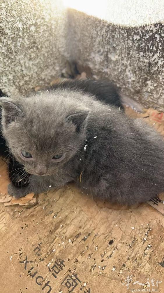 米兰como附近 有小猫领养。免费 领养  要有责任心 爱心  不抛弃小猫。有有