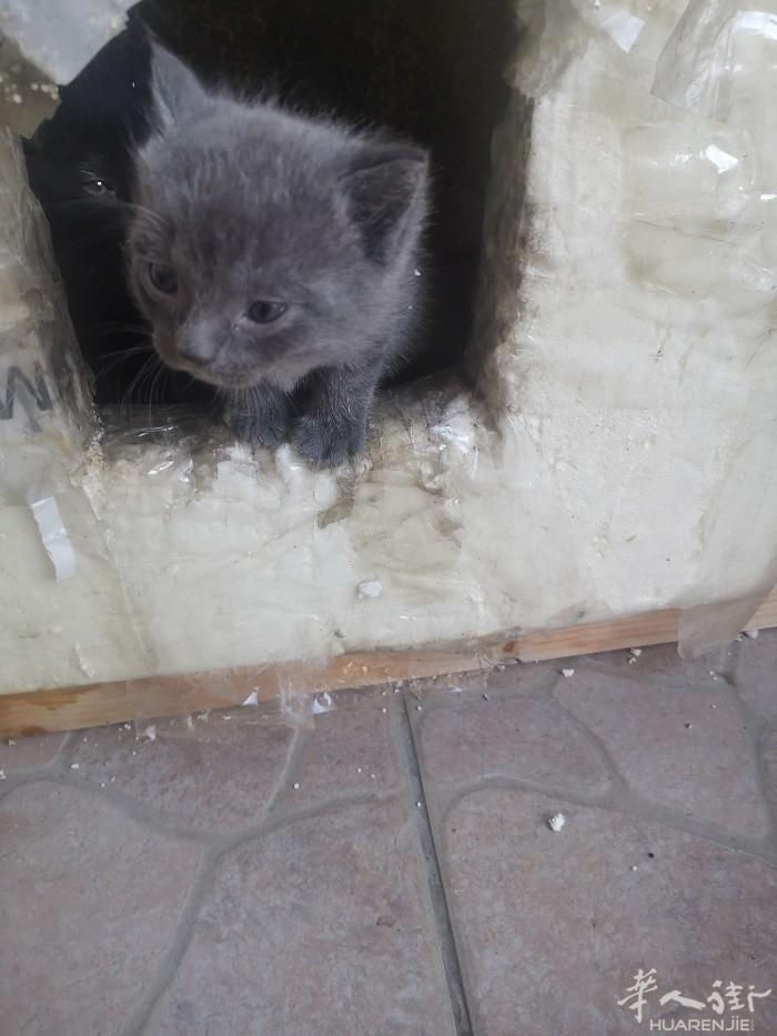 免费领养小猫 如果有需要的朋友请联系3895258586 不是真心领养的 别打扰