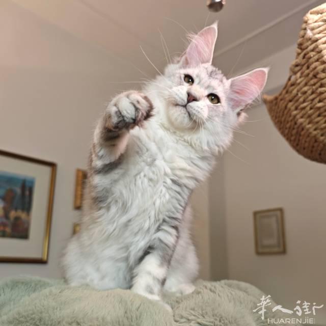 最后一只!!!缅因高银麻纹弟弟
马上四个月，体格子