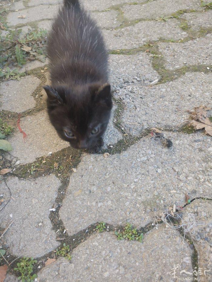 黑白小猫免费领养 如果有需要的朋友请联系3895258586 非诚勿扰 谢谢