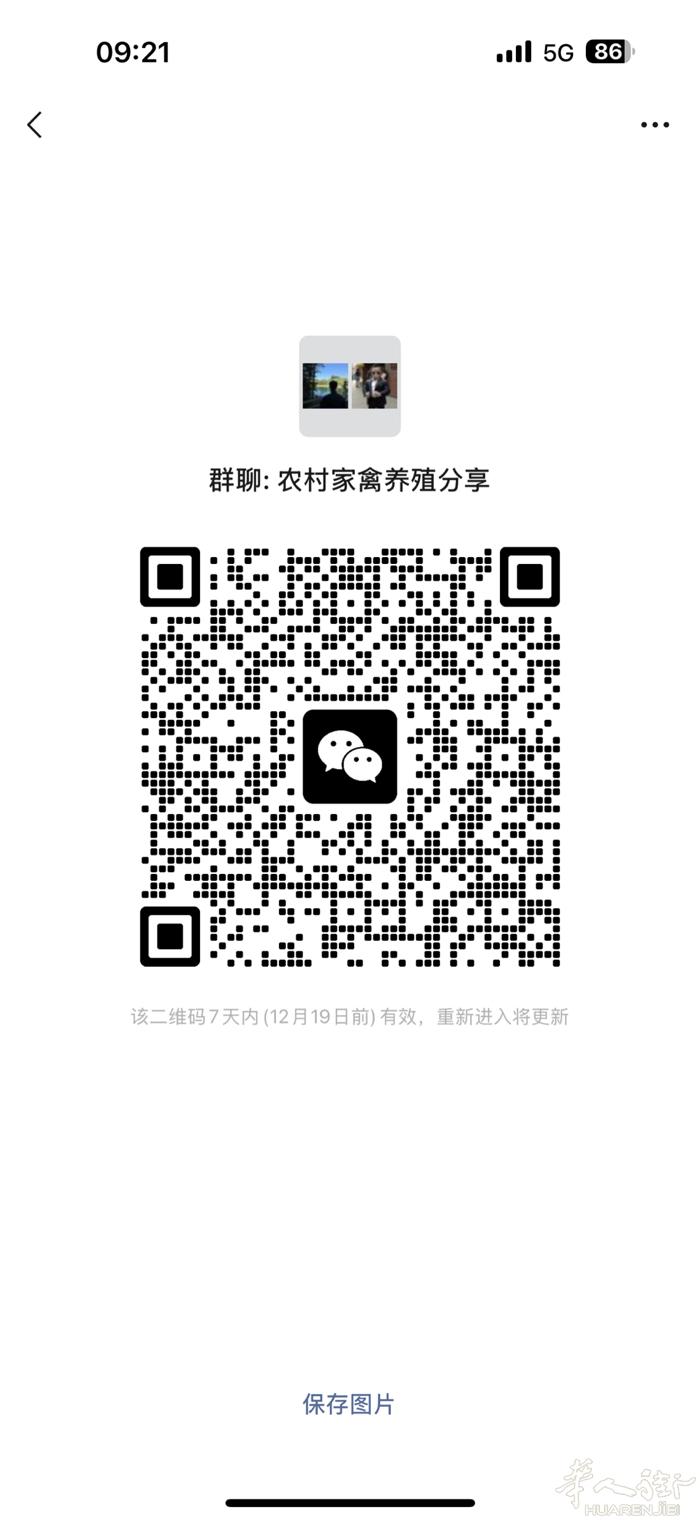 有农村土鸡 鸽子 山羊 各类家禽 在群里不定时发