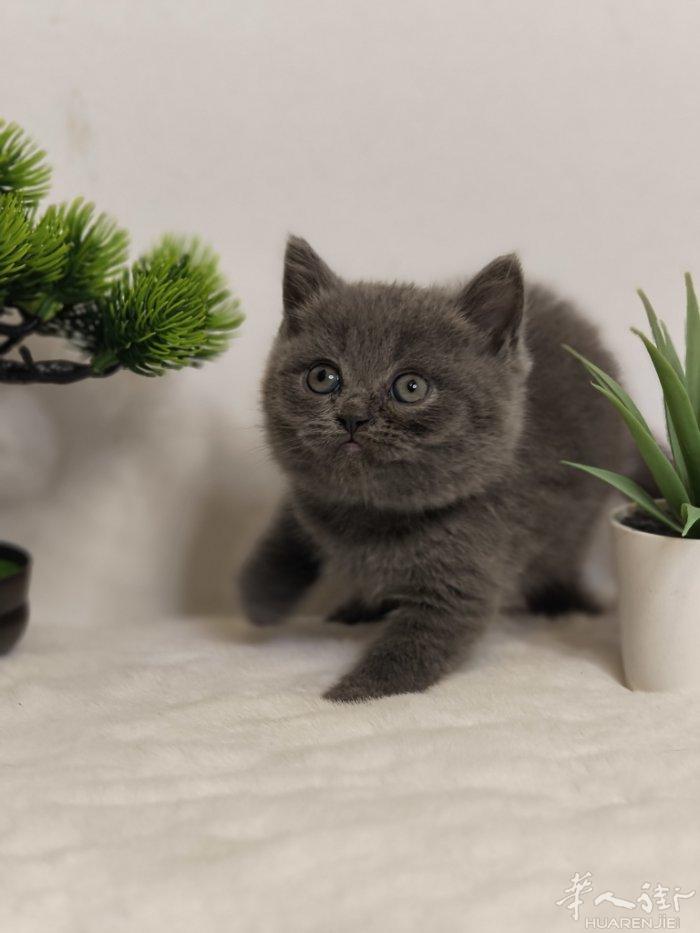 蓝猫特价280喜欢的私聊a13393899771
