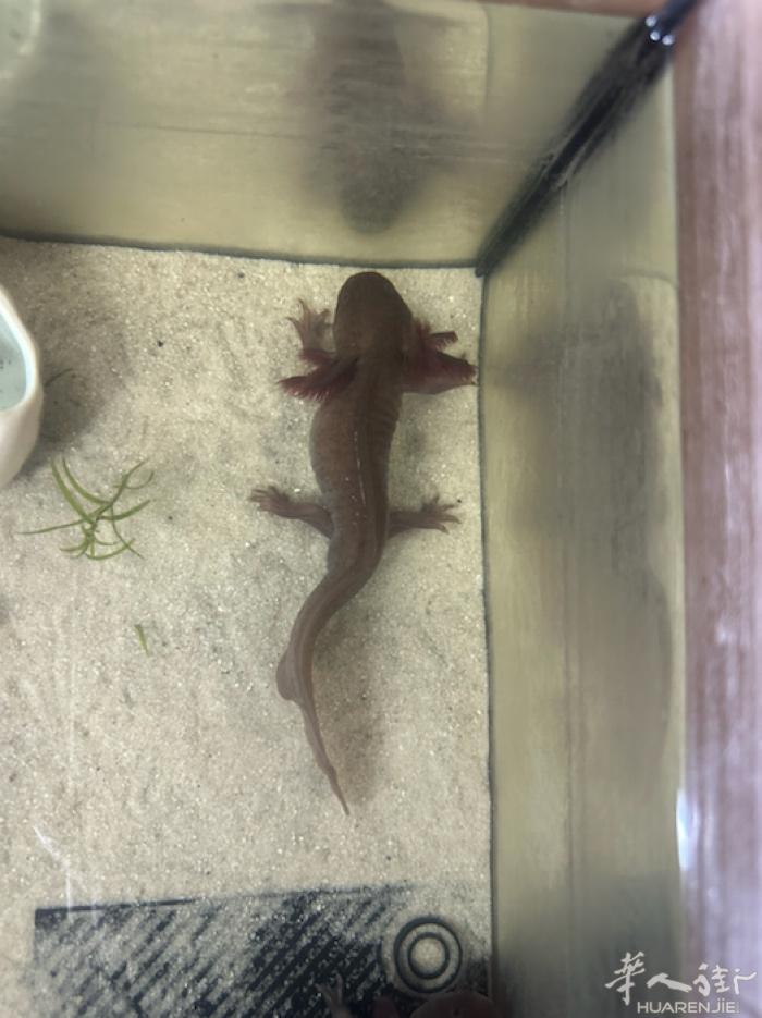 出两只axolotl/六角恐龙鱼带cites 40一只自提