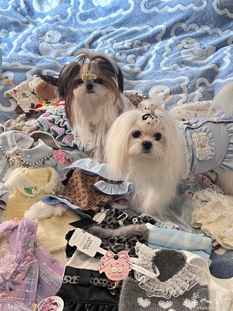 西施犬 弟弟 马尔济斯弟弟 找家长 佛罗伦萨附近 可以上门 绿泡泡7071486