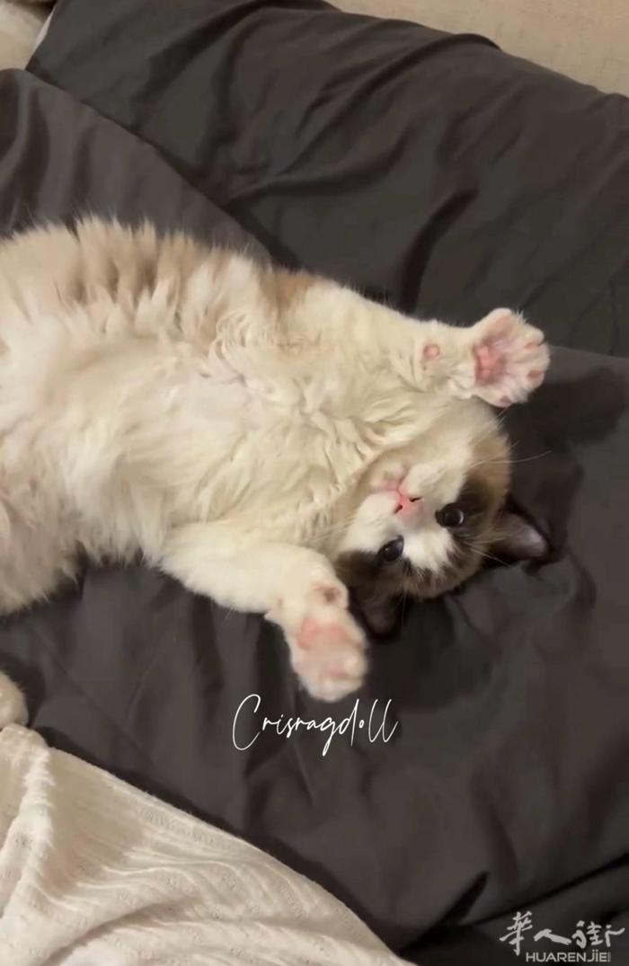 网红脸小妹妹找家啦！正规猫舍的高品质小妹妹，已经做好了所有检查，打完了所有疫苗，
