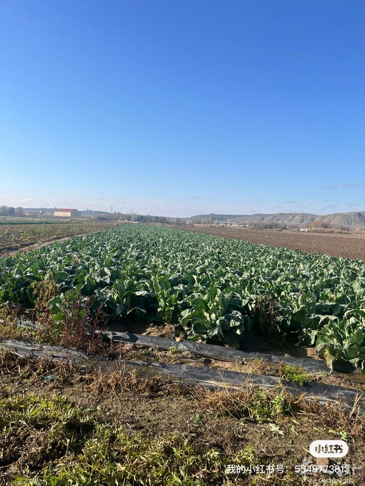我有一块20亩的耕种用地，土地肥沃。离马德里市区才20多公里，开车半个小时路程。