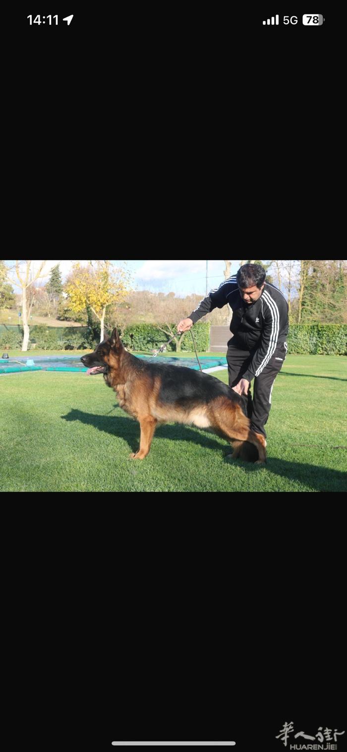 出售2月龄赛级血统德牧幼犬 父母均为赛事获奖犬，血统纯正可追溯 目前疫苗完成两针
