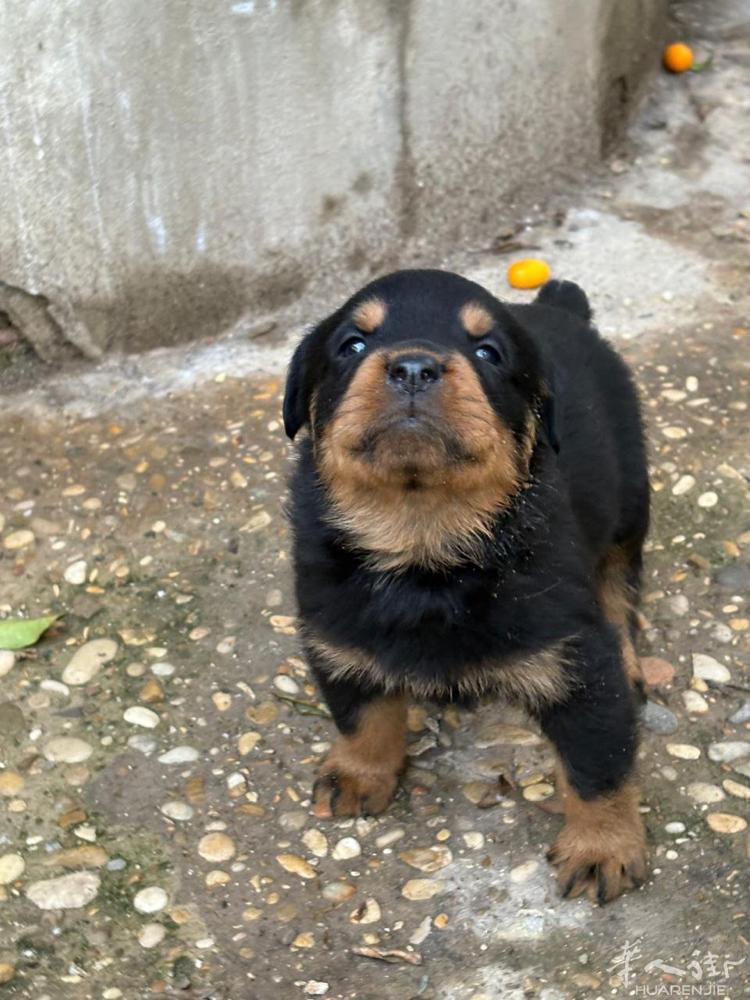 罗威纳幼犬，750一头管送，不用定金管送，微信A3895678888