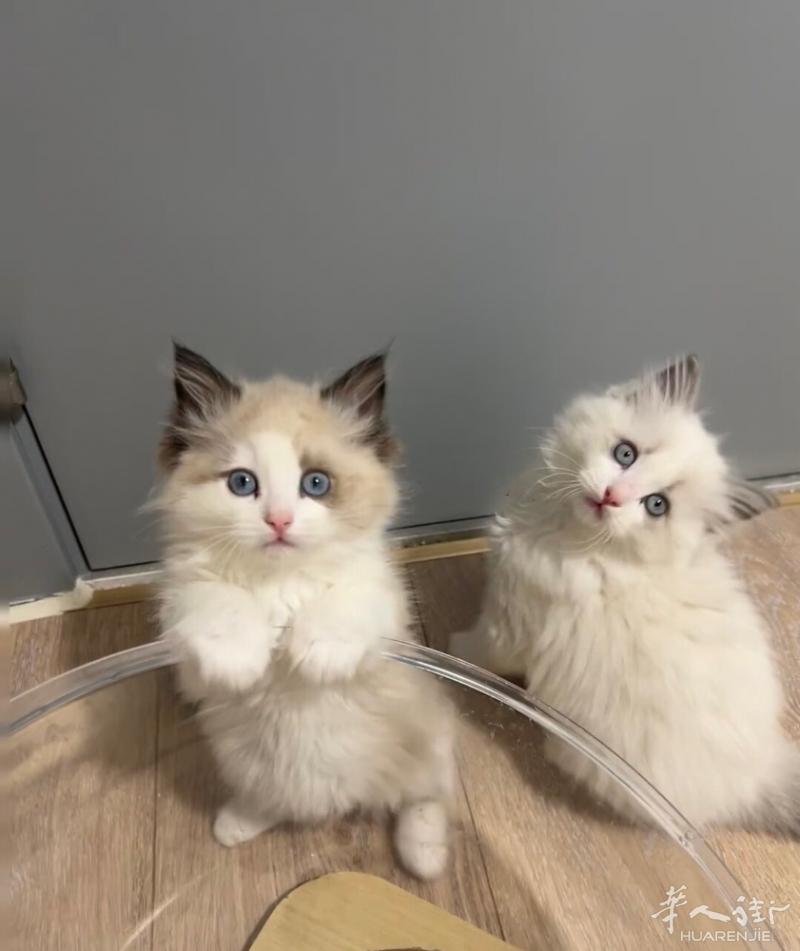 小猫找新家，自家生的一窝布偶小奶猫，刚满两个月，会吃猫粮用猫砂，性格超好，有需要