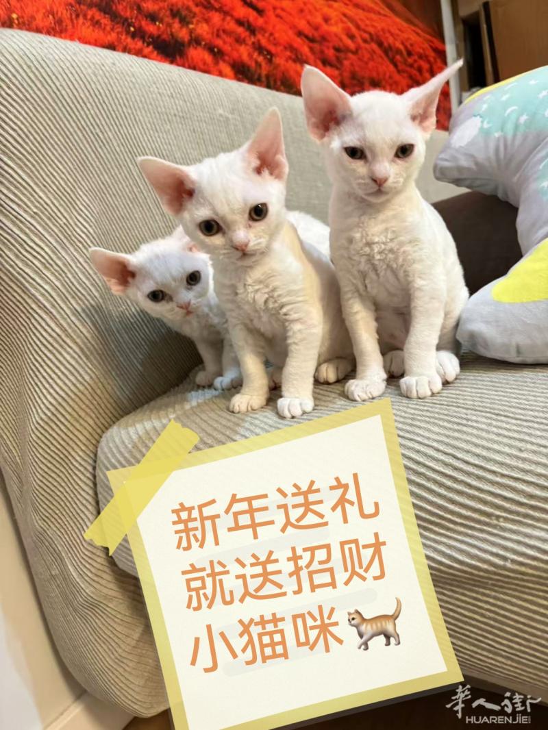 巴塞罗那 卖猫仔 一千 680801118。