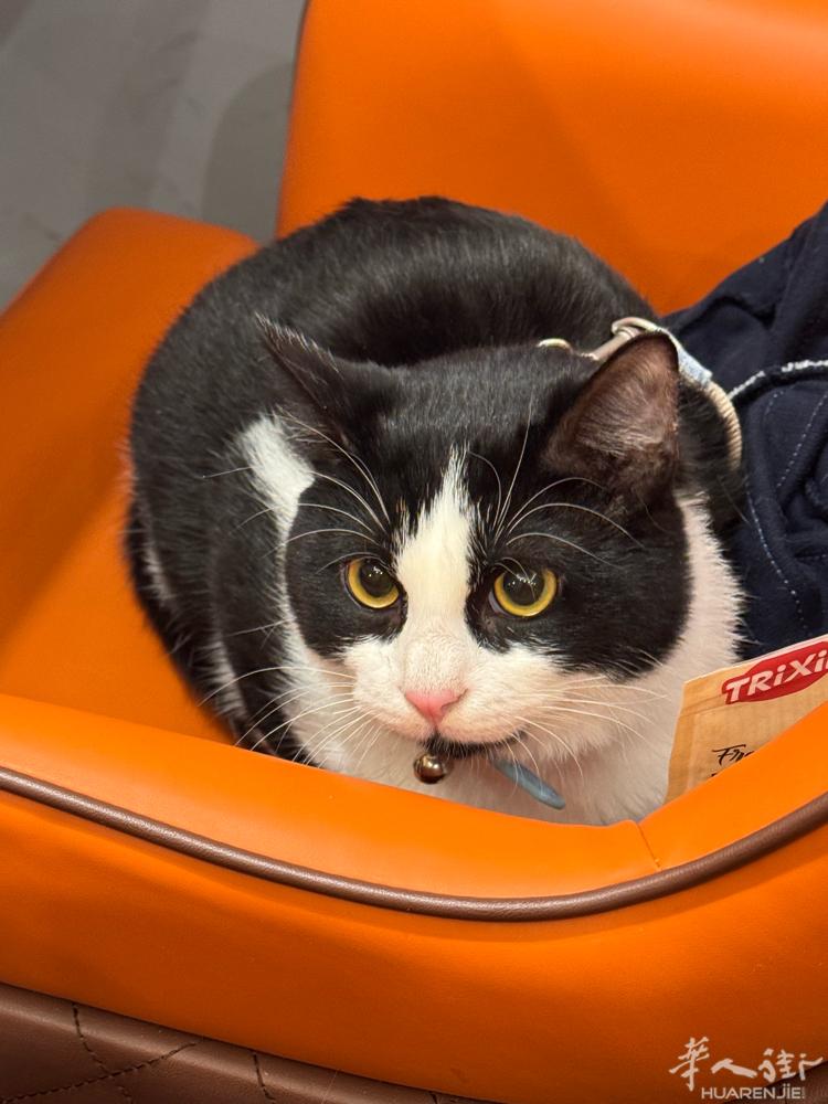 免费领养猫猫很乖 回自己上厕所 不凶粘人 爱猫人士来