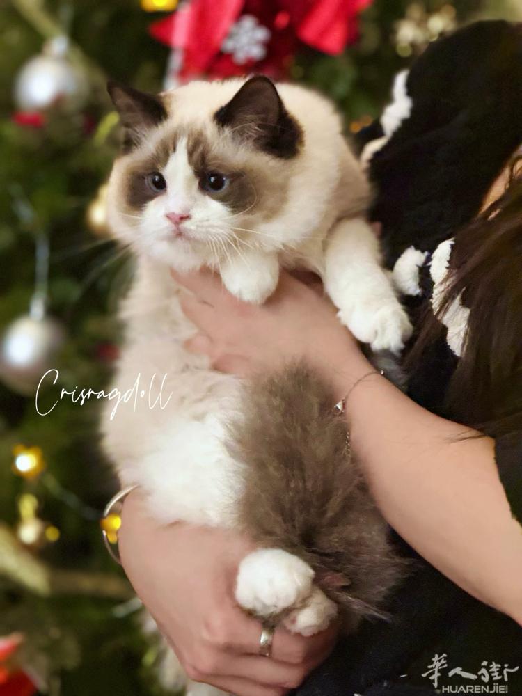 圣诞节专属！正规猫舍出售布偶猫妹妹，有健康保障和终身售后，随时可以去新家，喜欢的