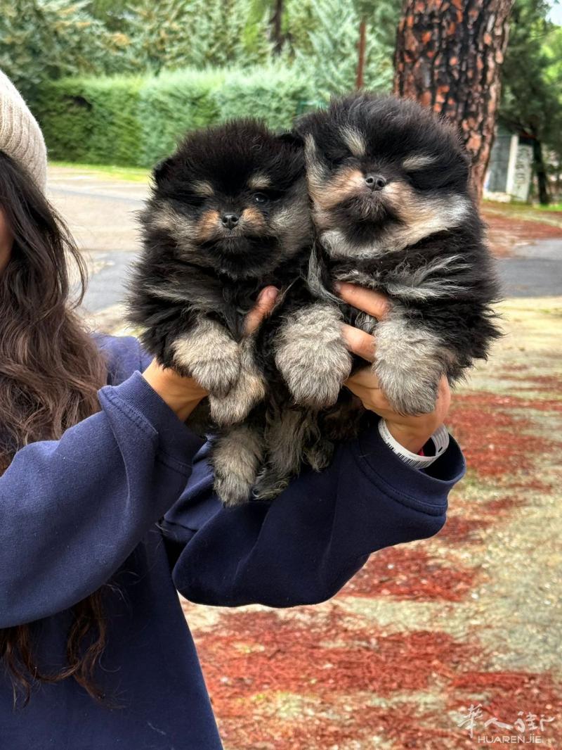 出售博美犬 有需要的联系我 627073493