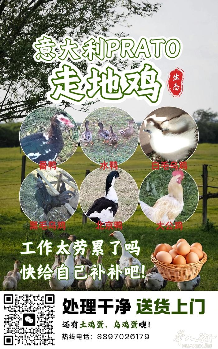 意大利PRATO农家鸡 鸡鸭乌鸡 土鸡蛋乌鸡蛋 处理干净送上门 只需提早一天预订