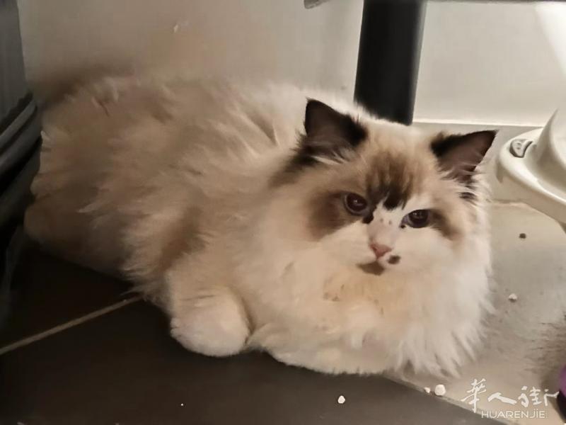 出售一只九个月的布偶猫 已经打过了两针疫苗 因本人个人原因没时间养 有兴趣的可以