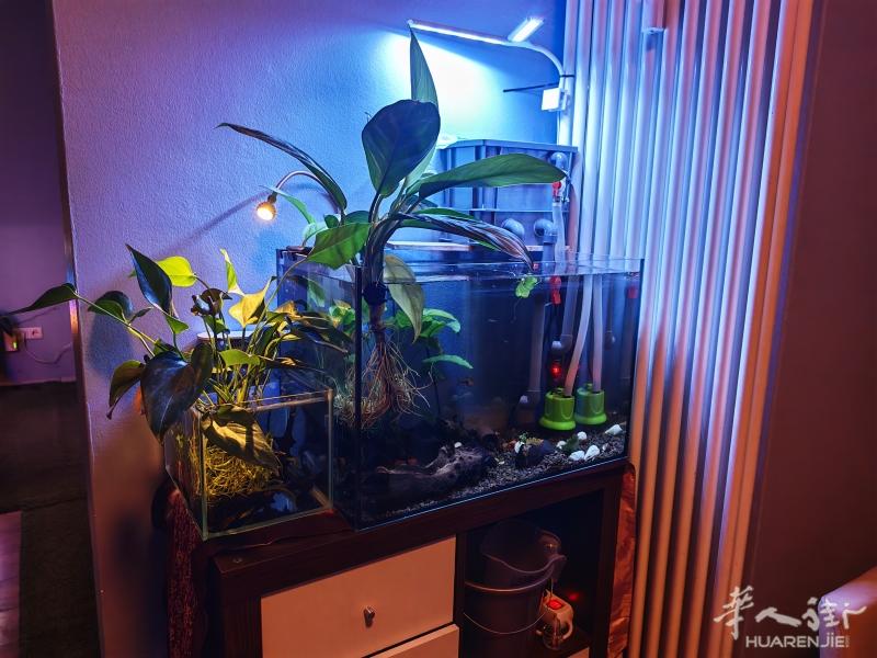 慕尼黑市中心送鱼缸鱼具和小鱼全套包括加热棒，过滤全套
