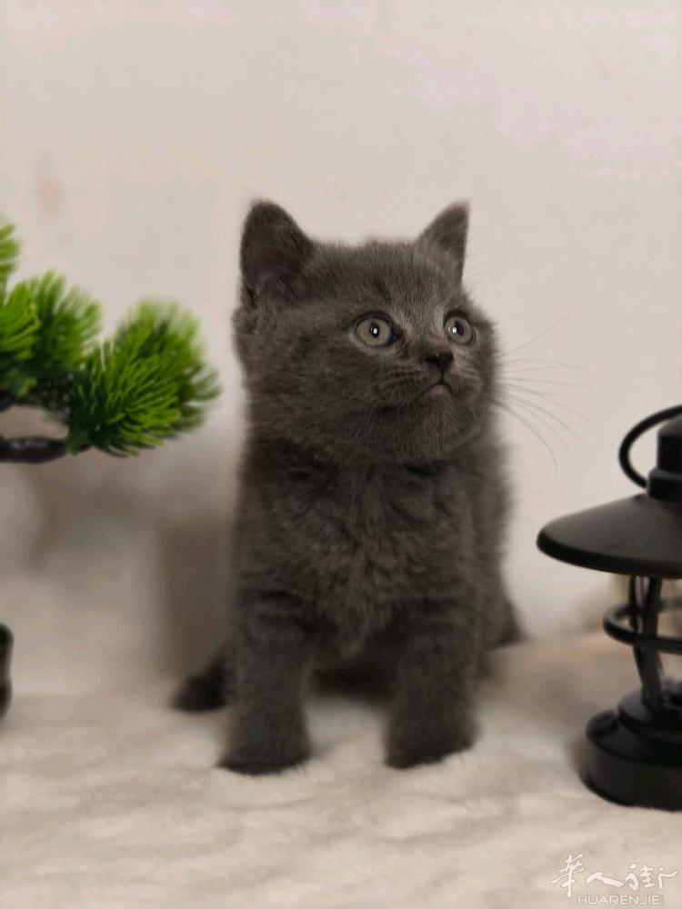 蓝猫幼崽找家长喜欢的私聊微信a13393899771