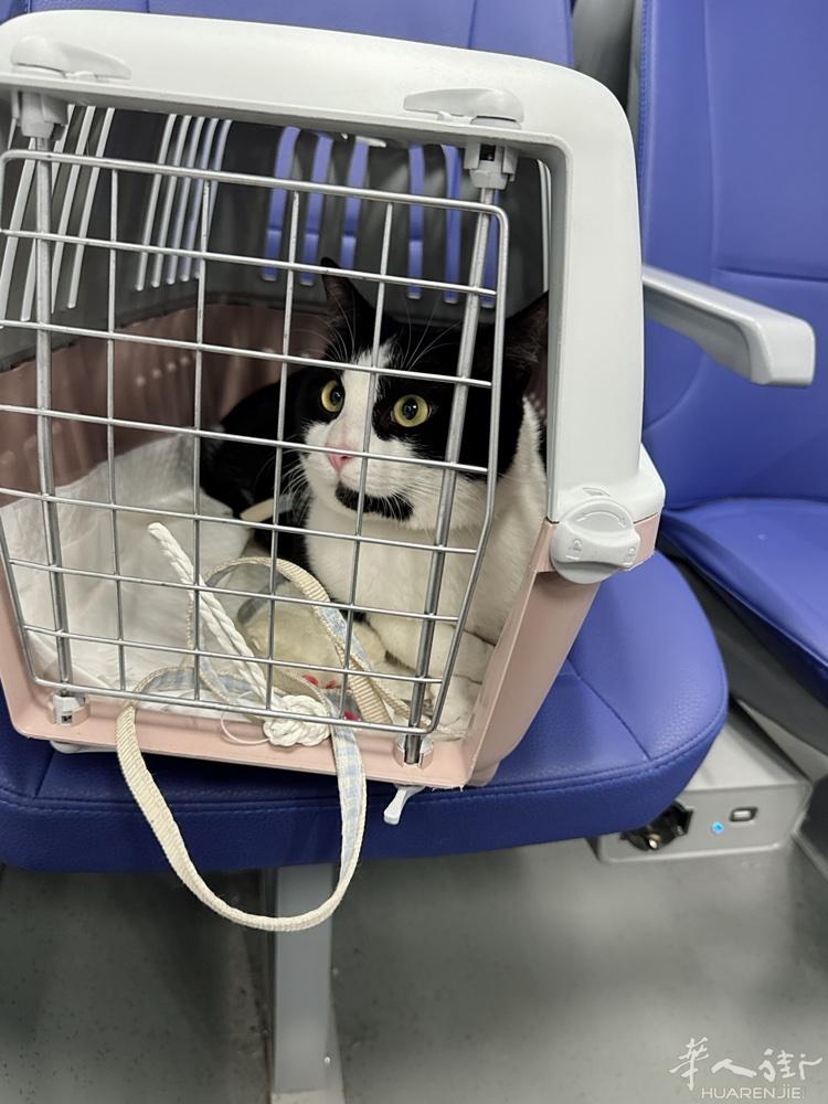 免费领养猫咪，孩子过敏所以养不了