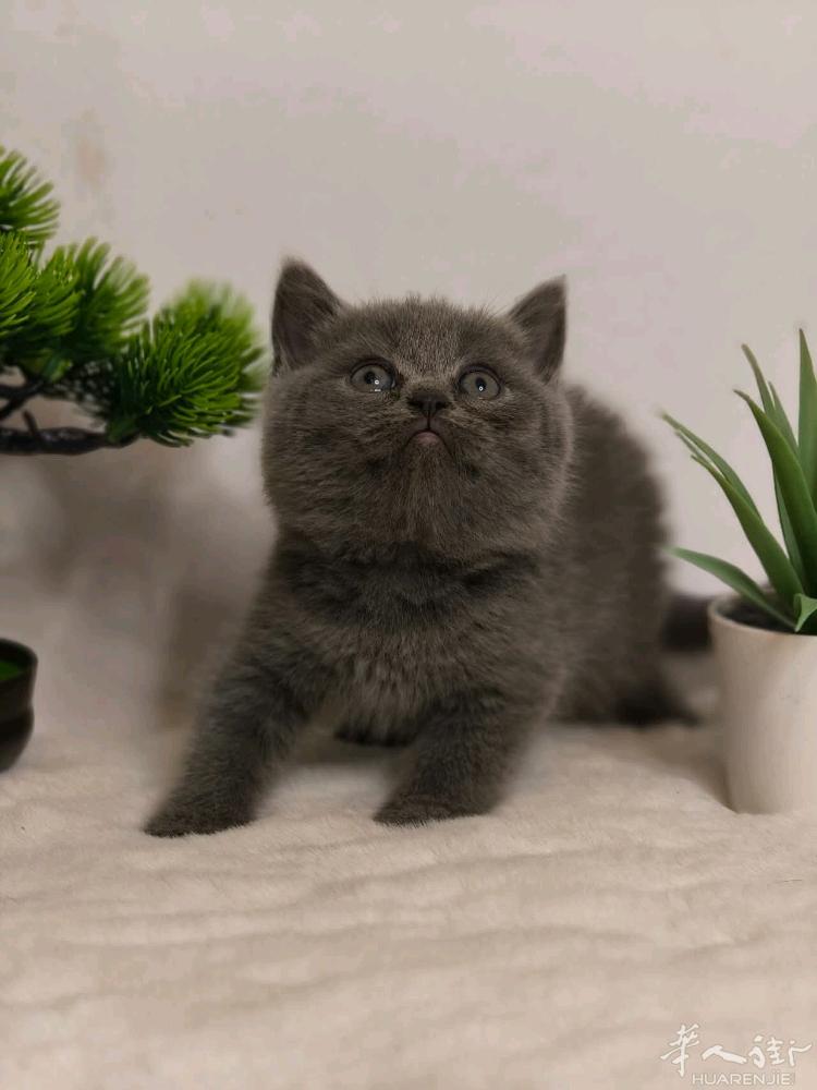 蓝猫幼崽找家长喜欢的微信a13393899771