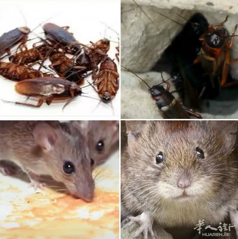 🐀 害虫防治公司 – 巴黎及法兰西岛地区 🐜  您是否正遭受老鼠、蟑螂、臭虫
