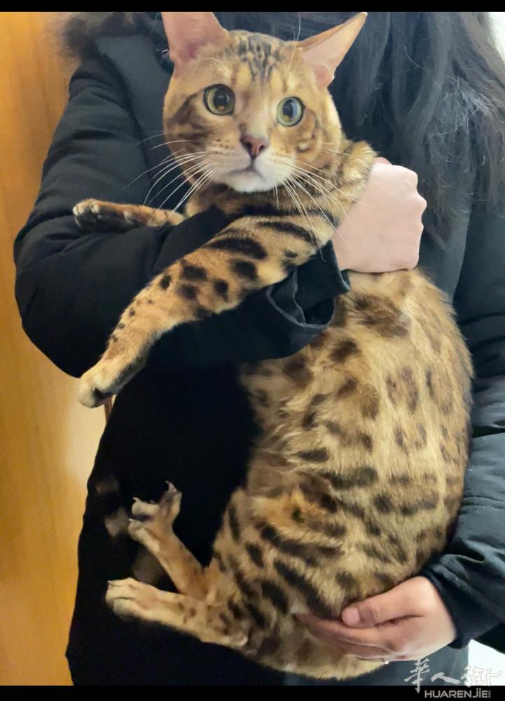 出刚出生纯种27天快满月的孟加拉豹猫，图一到四为猫爸金色豹猫照片，猫妈为蓝眼睛的