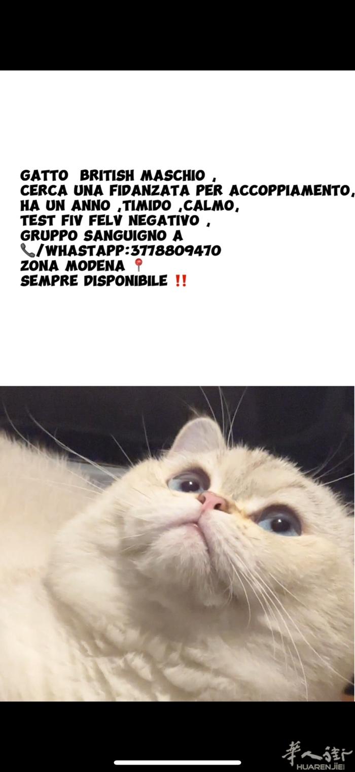 公猫找女朋友/借配/配种 银渐层 test fiv negativo 📍mod