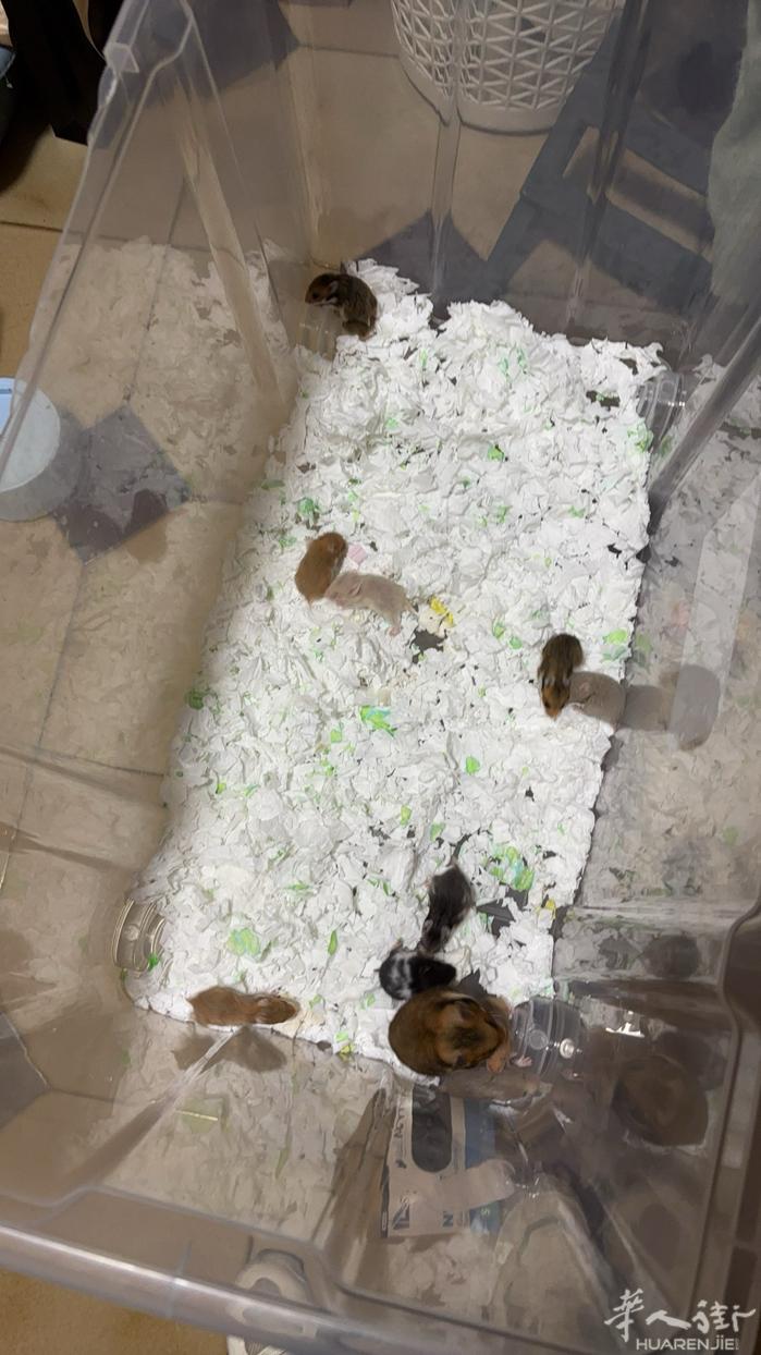 出小仓鼠