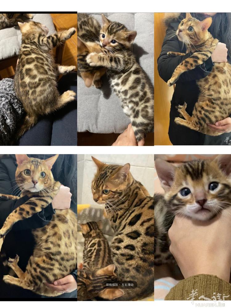出两只刚满月的金色孟加拉豹猫，，两只都是弟弟，爸爸为金色的孟加拉豹猫，妈妈为蓝眼