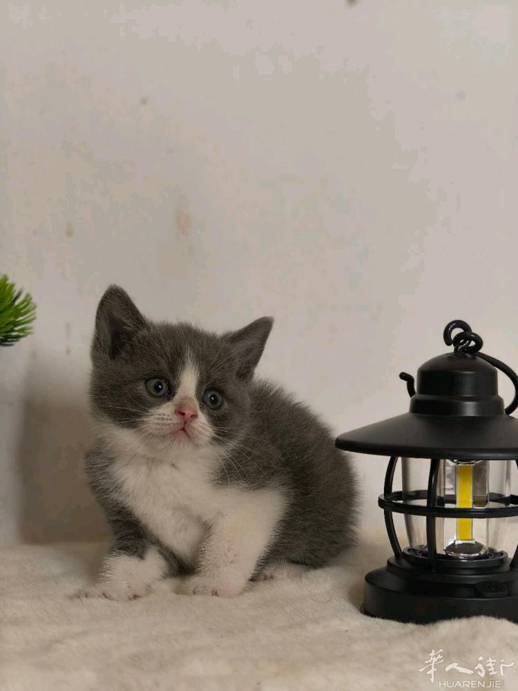 蓝白和奶牛猫幼崽找家长喜欢的微信a13393899771