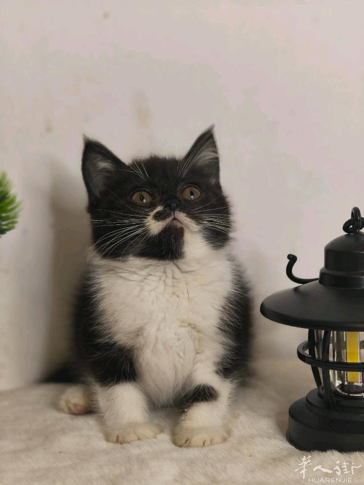 奶牛猫幼崽找家长喜欢的微信a13393899771