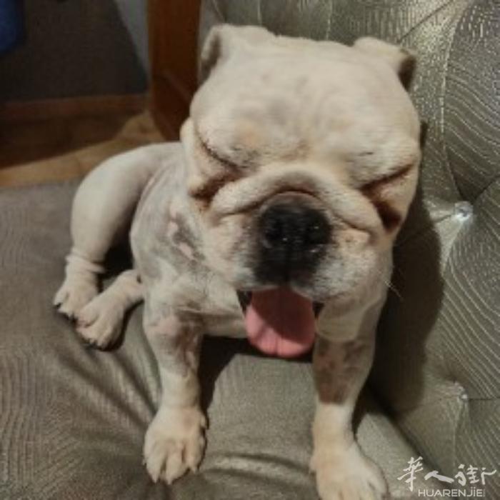 英国斗牛犬    纯种                    家里有事   不能