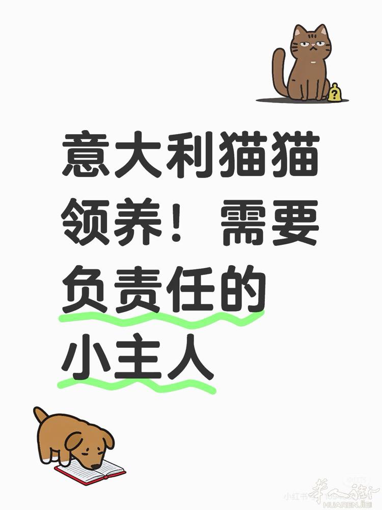 免费！牛奶猫橘5岁了，猫咪很聪明，很乖，很黏人。vx：379374513